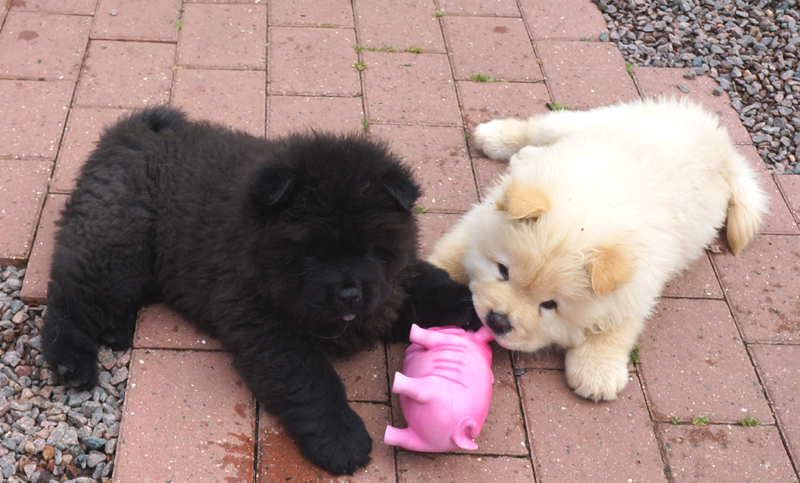 Count Down (black) and Counter Strike before they left for Holland