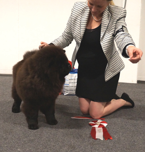 Best puppy - Pei Fang Pretty Cool