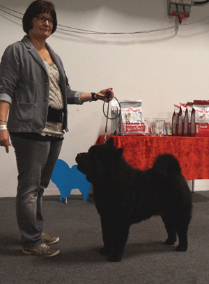 CH Grazioso's Noble Faxe Zu'tzungle - Best male 2