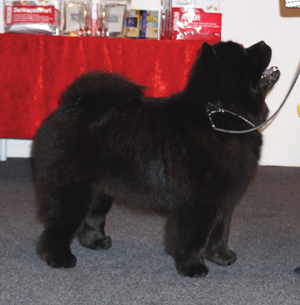 CH Bidachows Amazing Armani- Best male 4 