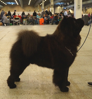 CH Piuk Chow Possesses Black Passion Exc.CHK