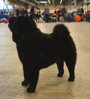 Best male 4 CH Grazioso's Noble Faxe Zu'tzungle 