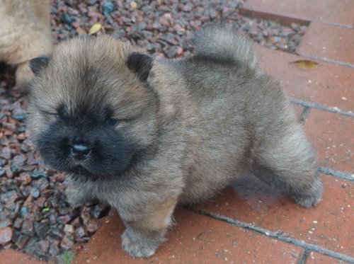 Male - 4 week 