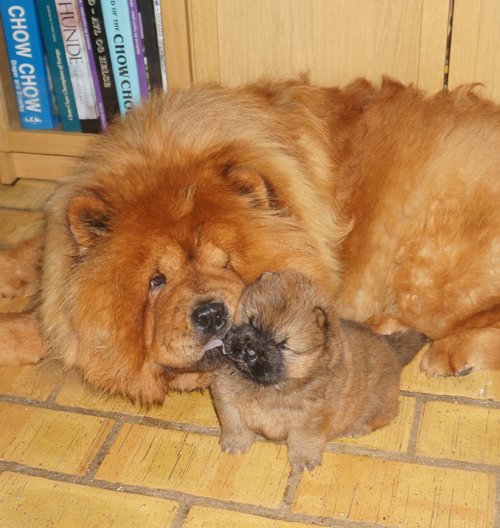 Mother and dark red female
