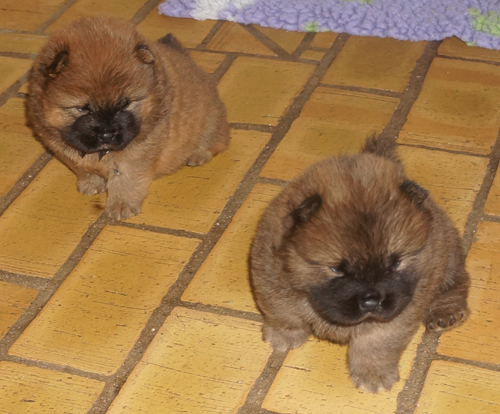 Dark red female (left) and the male - 4 week