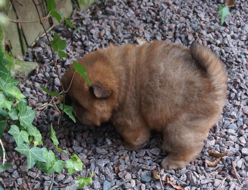 Stagebos Diggi-Loo Diggi-Ley (Thea)-5 week