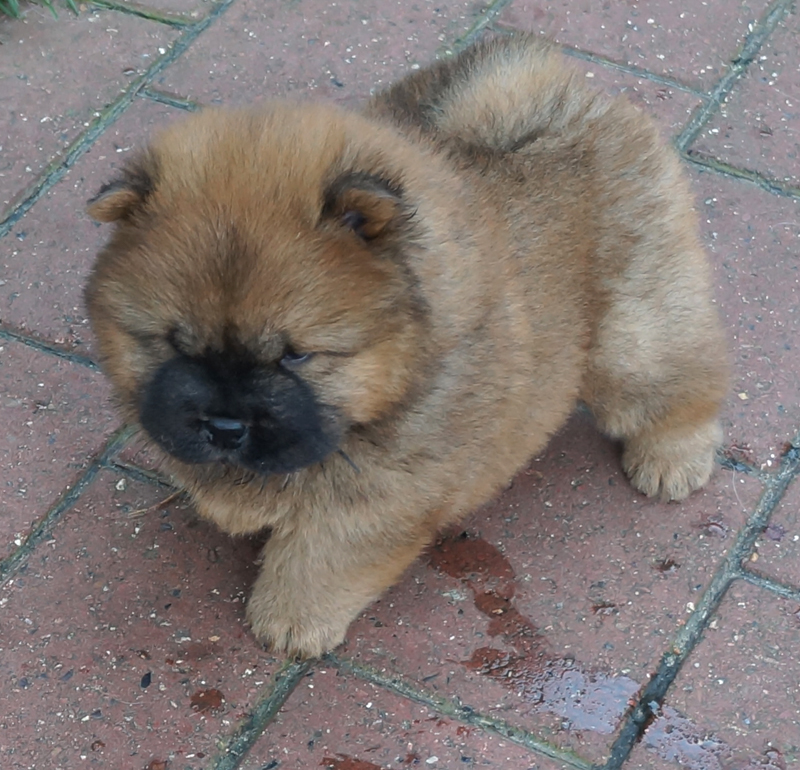 Stagebos Do Wah Diddy Diddy (Frida)-5 week