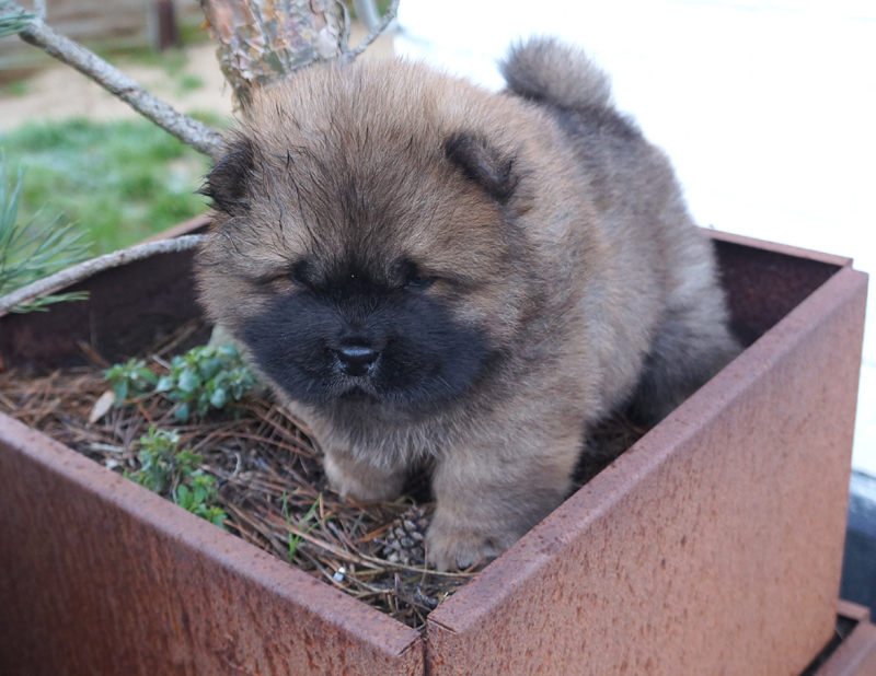 Stagebos Daydream Believer (Eryk) - 5 week