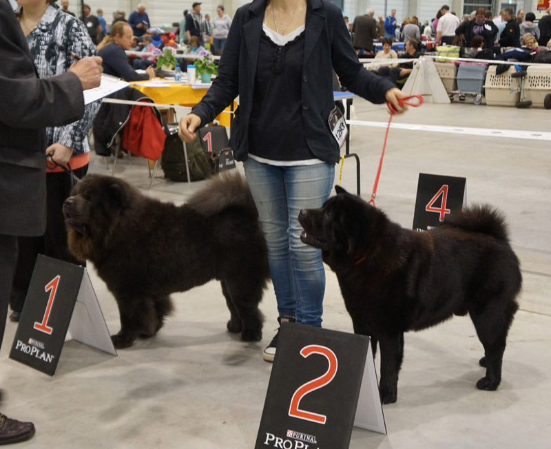 Open dog blue/black 1. Hei-Yu-Tzu Hero Of The Blue Dream (29/3:VDH-ChA,Cac res.-30/3: VDH-ChA, Cac, Cacib-res.) 2.Ning-Pao Black Velvet vom Mhlenberg (29/3:VDH-ChA-res.-30/3:SG2)