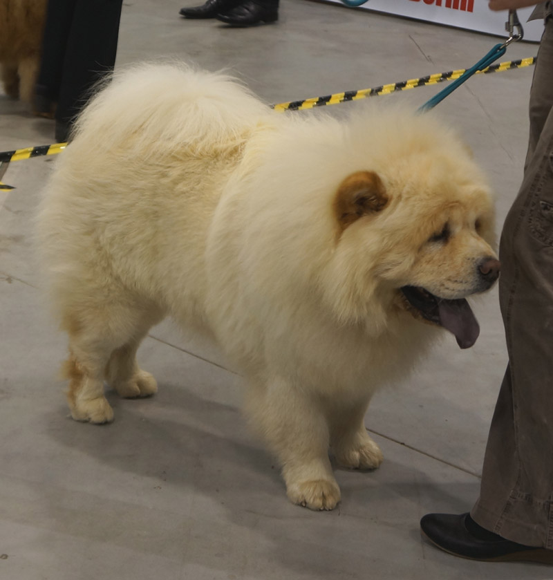 Youth dog: Herkules von Ma-Ba-Ju-De-La (30/3: SG)