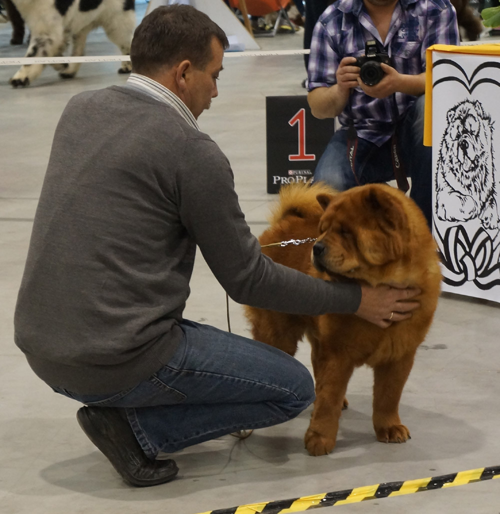 Open dog: Drago Smooth Kuku-Nor (30/3:SG1)