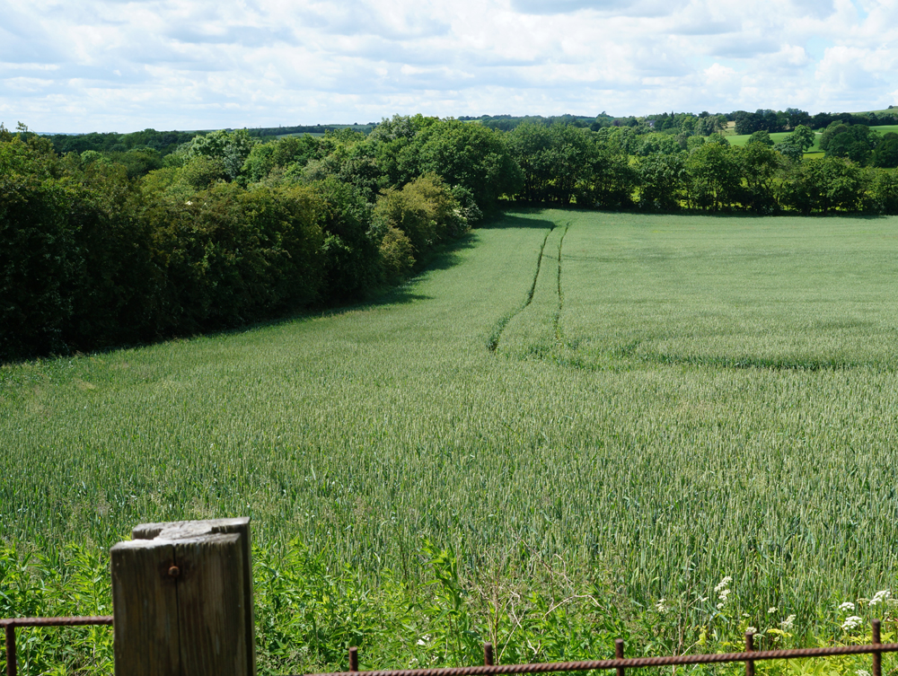 View from our kennel