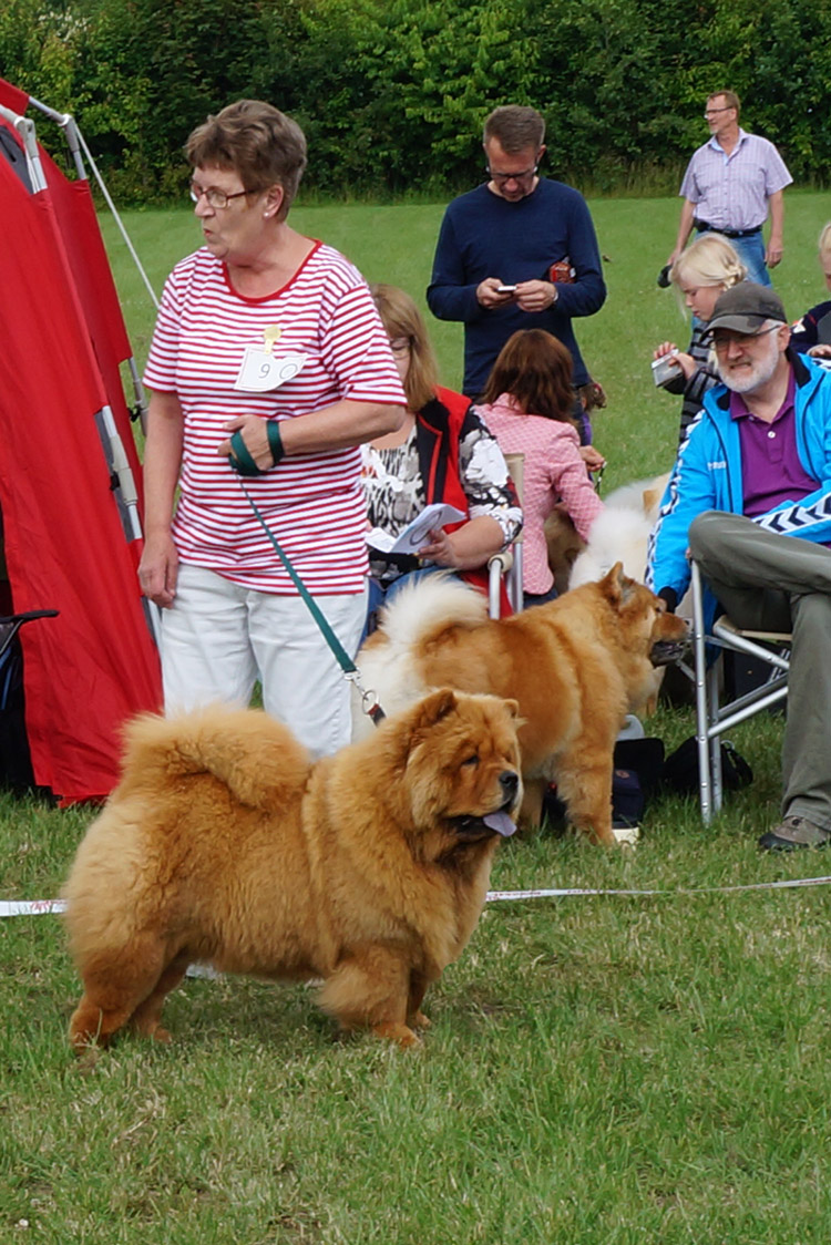 Puppy female 2. Stagebo's Diggi-Loo Diggi Ley