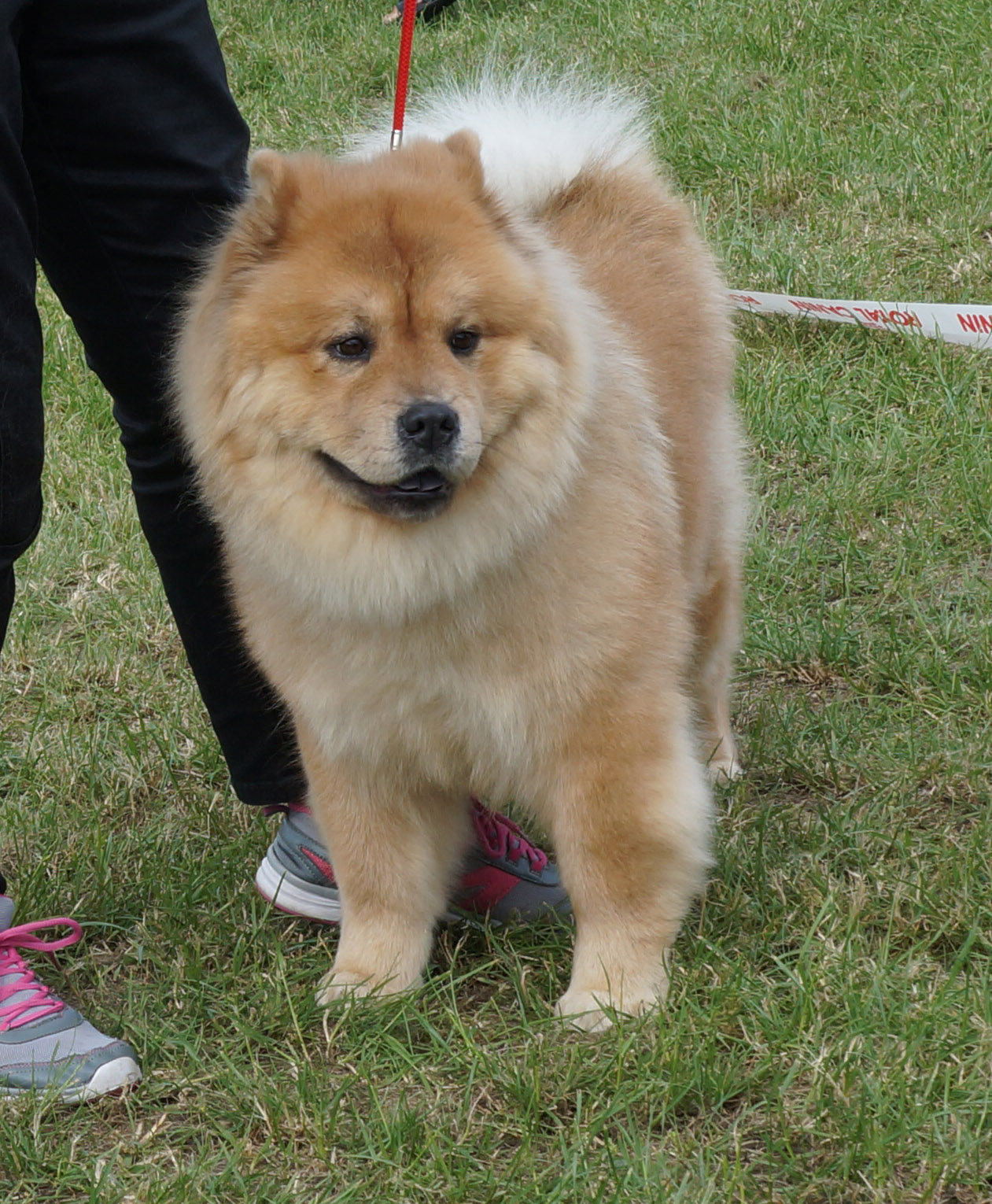 Open female 4. Minillas Il-Vah