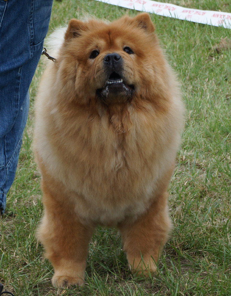 Open female 3. Huaqiao's Aiya