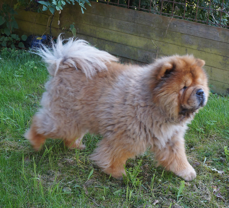 Stagebo's Undercover (Daisy-8 year)-lives in Copenhagen