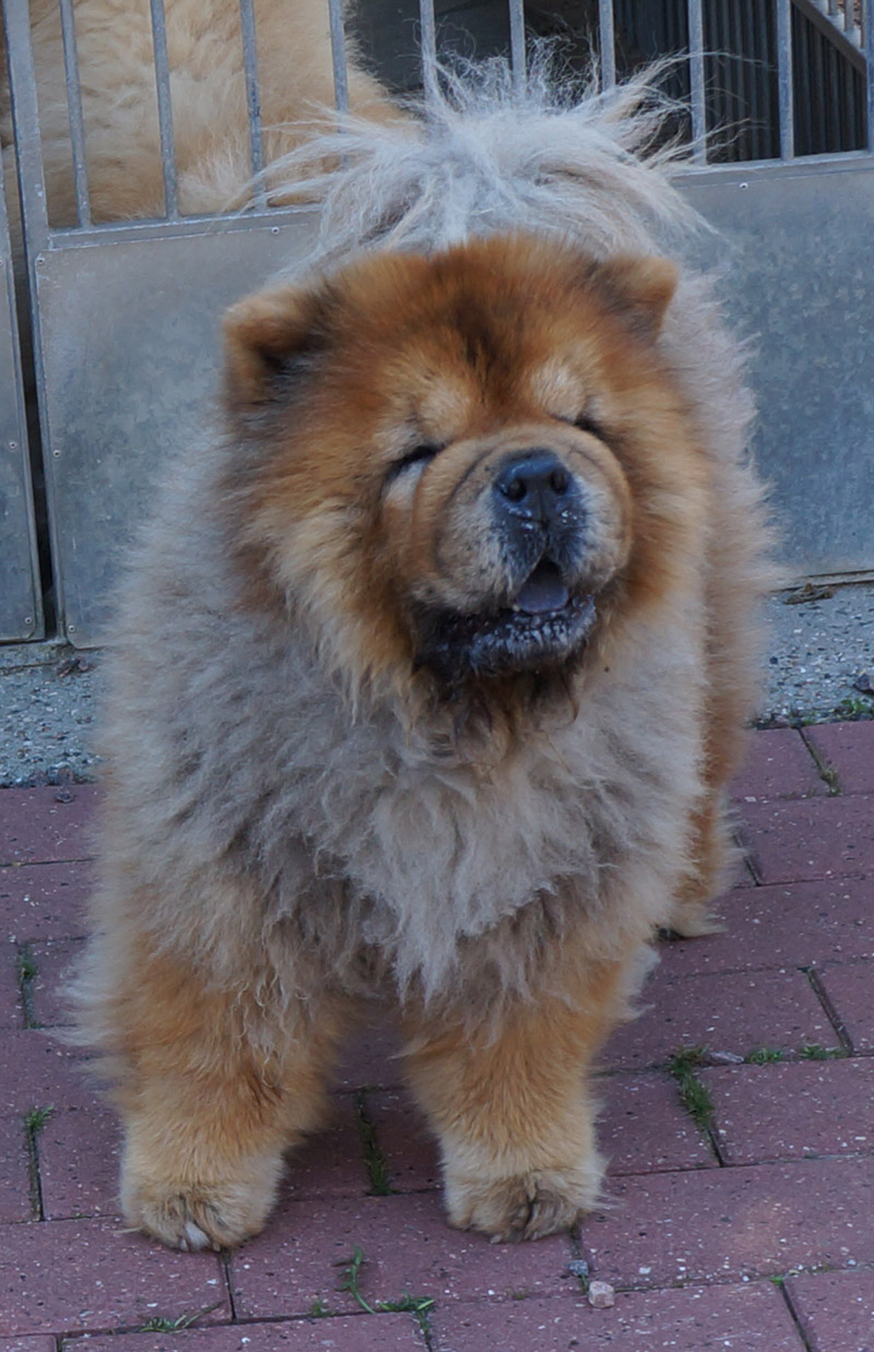 Stagebo's Undercover (Daisy-8 year old), lives in Copenhagen