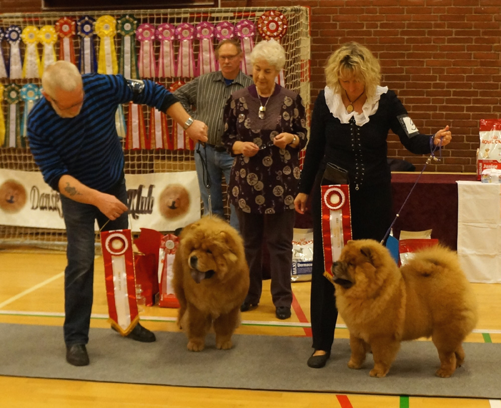 BOB puppy (left) Ba-Tong's Magic Master Mongo - BOS puppy Piuk Chow Sweet Queen Of Phantasy