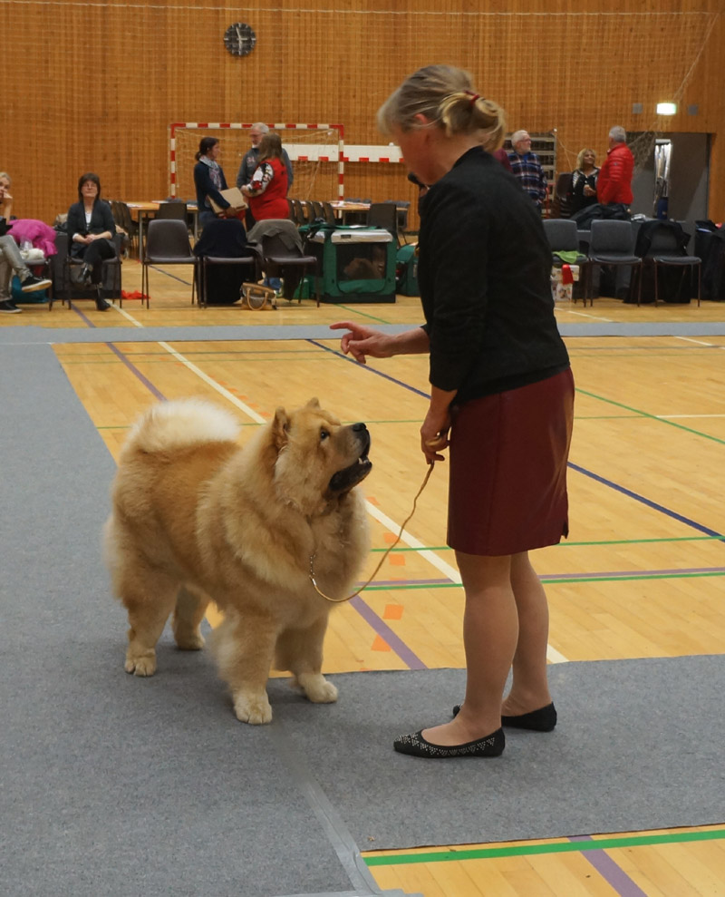 Best Junior + Best dog 4 Skychows Amazing Goldfinger