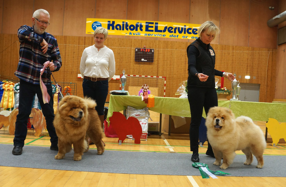BOB puppy Ba-Tong's Magic Master Mongo - BOS puppy Purpl Sheides Vogue La Champ 