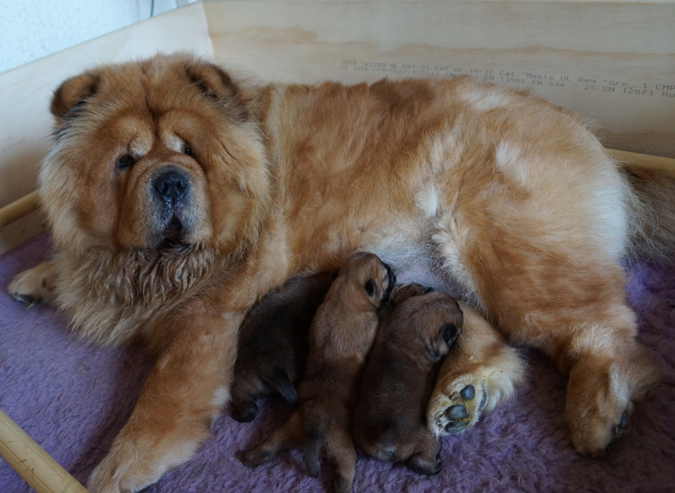 Eloise and 4 day old puppies