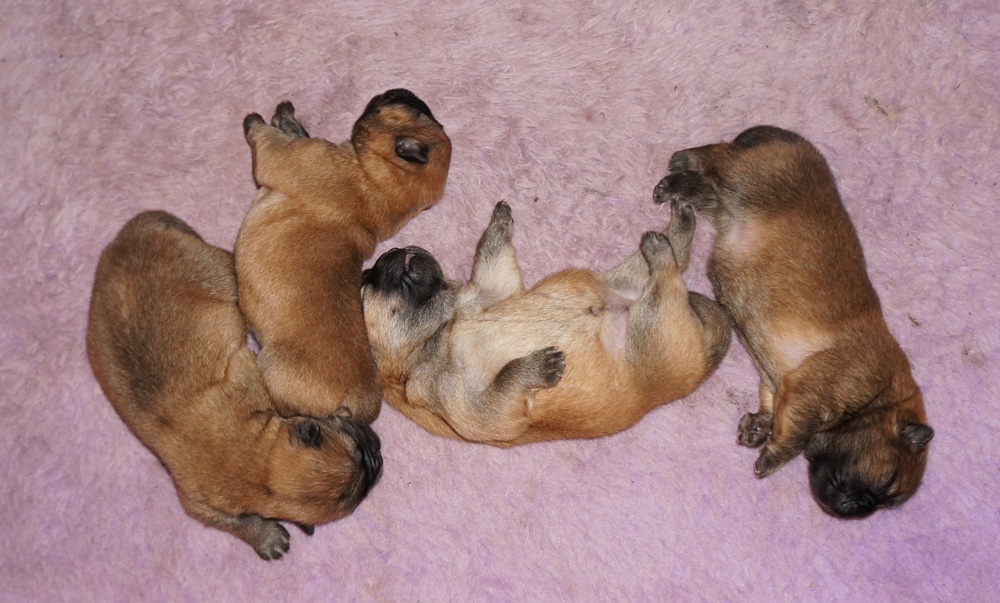 E-litter-4 days old