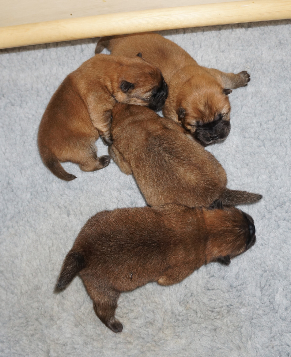 E-litter 1 week old
