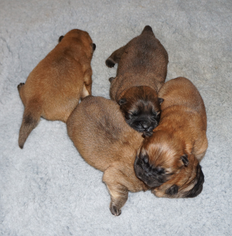 E- litter-1 week old 