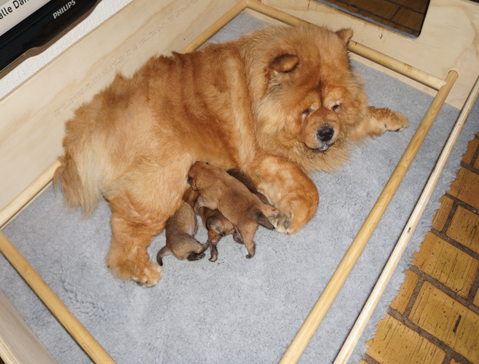 Eloise and 1 week old puppies
