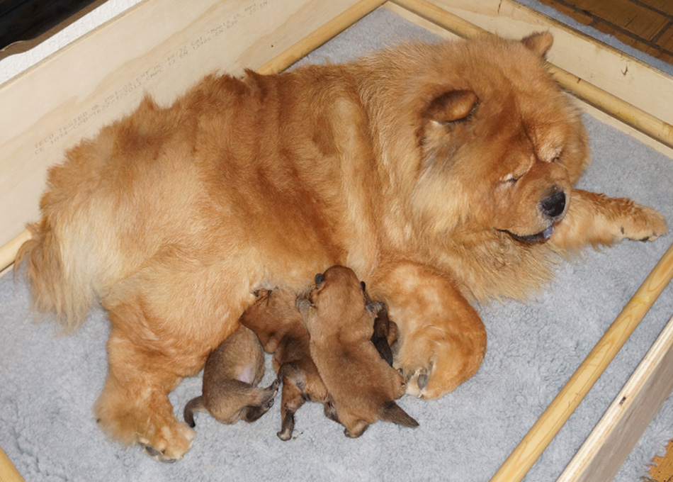 Eloise and 1 week old puppies