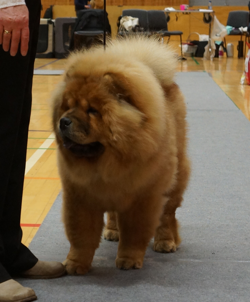 Best puppy: Peli's Deuxieme Tinga To Flenborg 