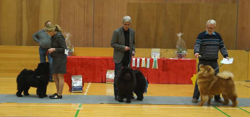 Best dog 1. CH Bidachows Amazing Armani 2. CH Bai Ling Pei's Apollo The Moonwalker 3. JunCert+Cert Ba-Tong's Magic Master Mongo 