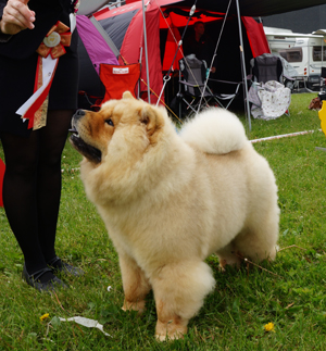 Best puppy + BIS puppy Piuk Chow Paradise A Place On Earth