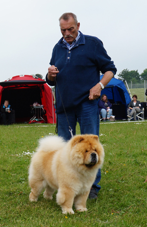 CH Mi-Pao's Red Sumac - 4th Champ.class