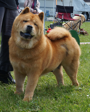 CH Ploon Van Het Bossche Front (3rd in Champ.class)