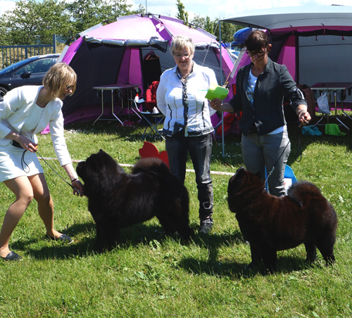 BOB-CH Piuk Chow Possesses Black Passion BOS + Jun.Cert+Cert One Wilma Zu'tzungle