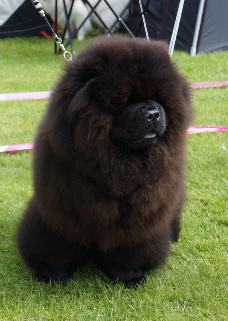 Best puppy Long Feng John Bosley