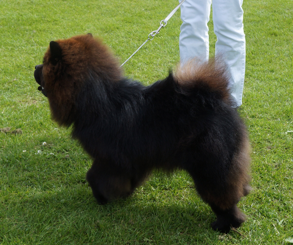 Best dog 3 with Cert: Simauta Dess Messing