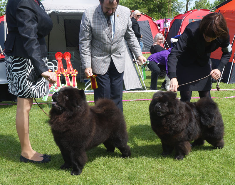 BOB (left) CH Long Feng Captain Jack Sparrow BOS CH Orinell's Here She Comes
