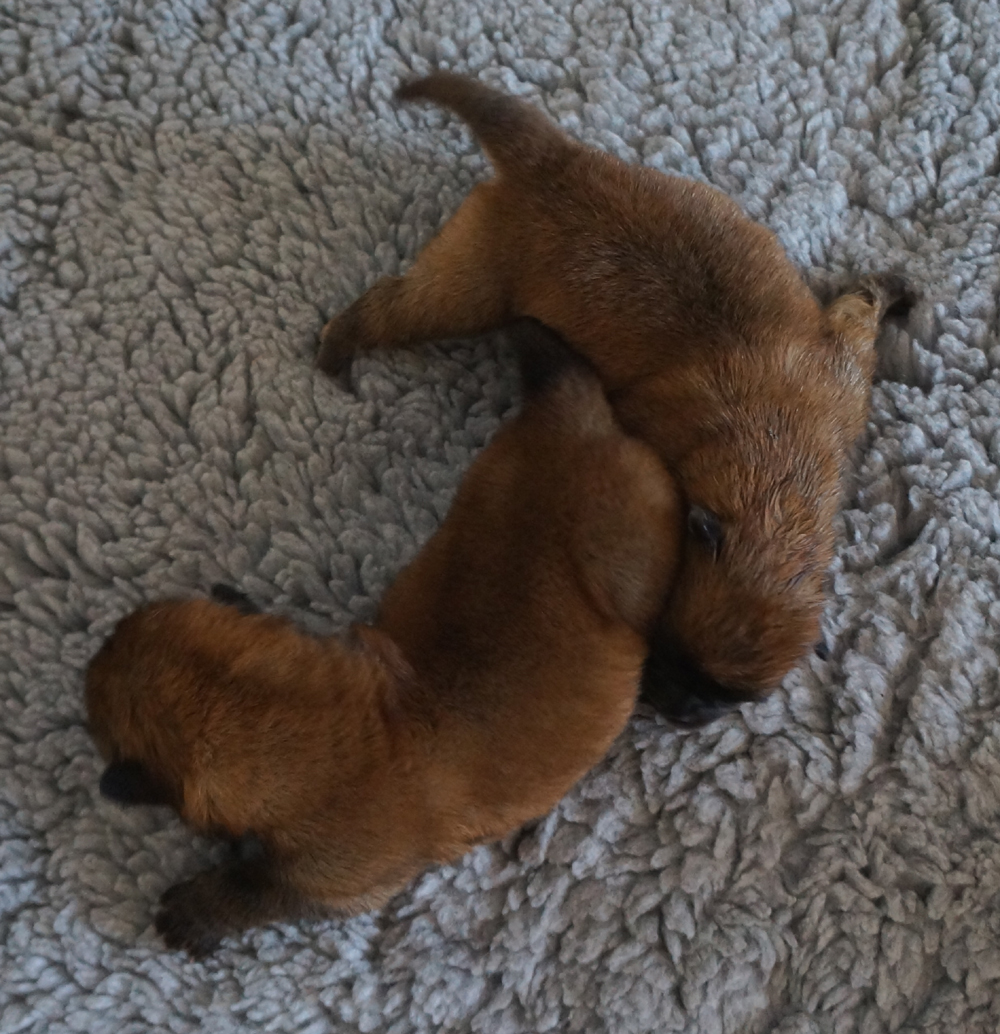 The girls 1 week old