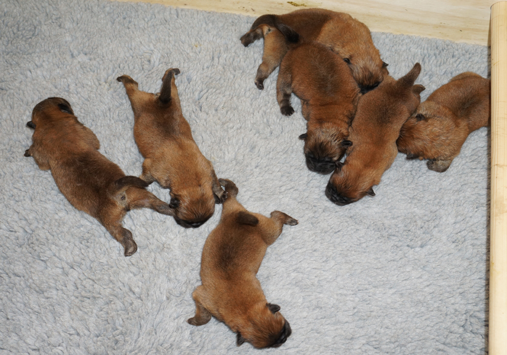 1 week old