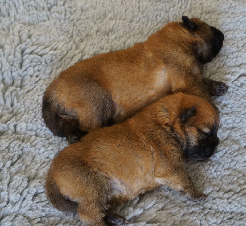 The females - 2 week old