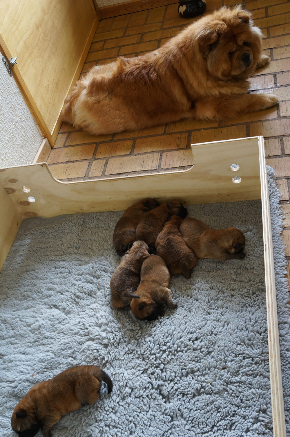 Eloise and her puppies