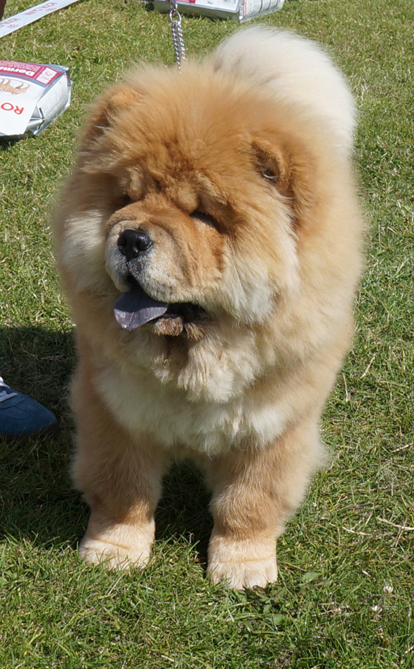 Best baby: Bao-Fang's Mang-Quo Hua