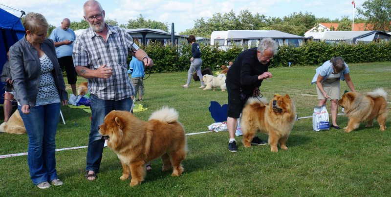 Best male 1. Ba-Tong's Magic Master Mongo 2. Stagebo's Boogie Woogie 3. Red Bandit De Los Perros De Bigo
