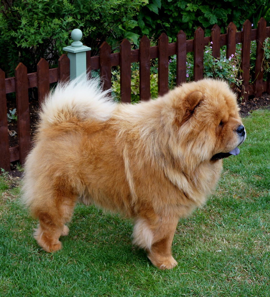Stagebo's Daydream Believer For Melclare (1 year)