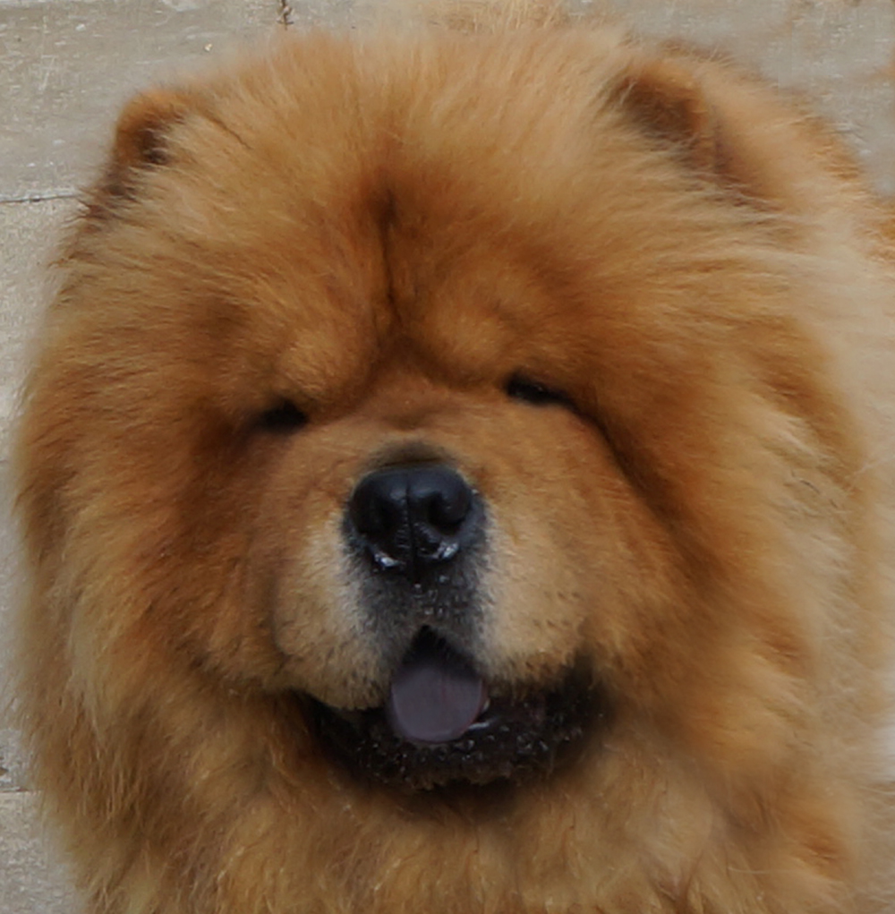 Stagebo's Daydream Believer For Melclare (1 year)