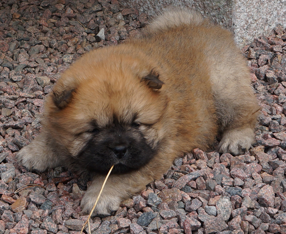 First Lady for Buddha - 6 week