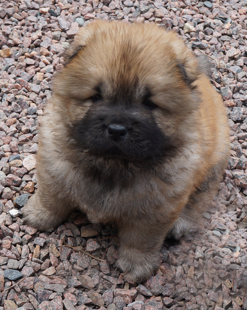 Fortune Cookie - 6 week