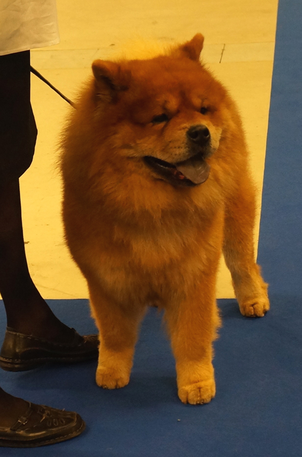 Open male 1.Sherae The Eminent Rising Son